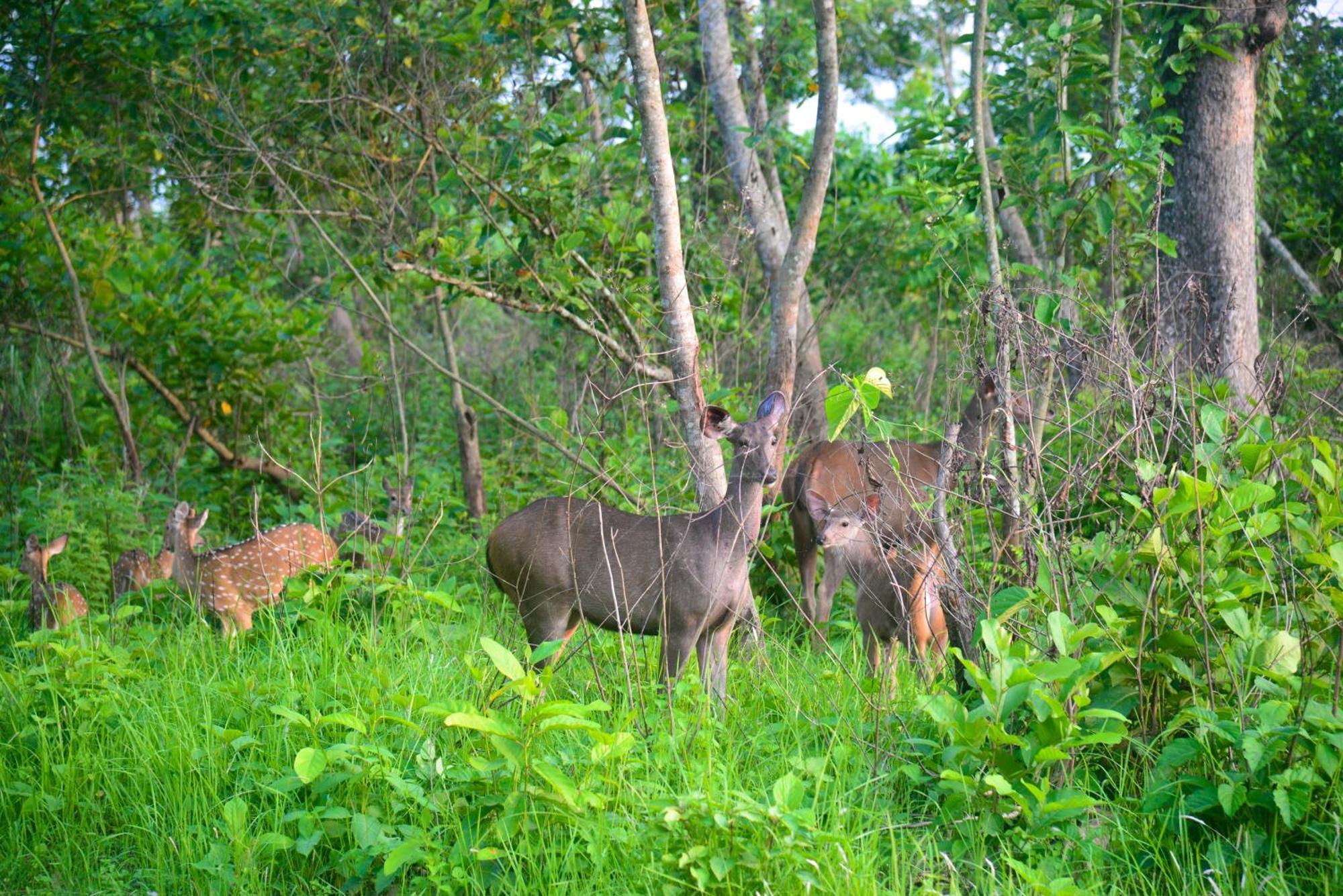 Greenland Safari, Sauraha Exterior foto