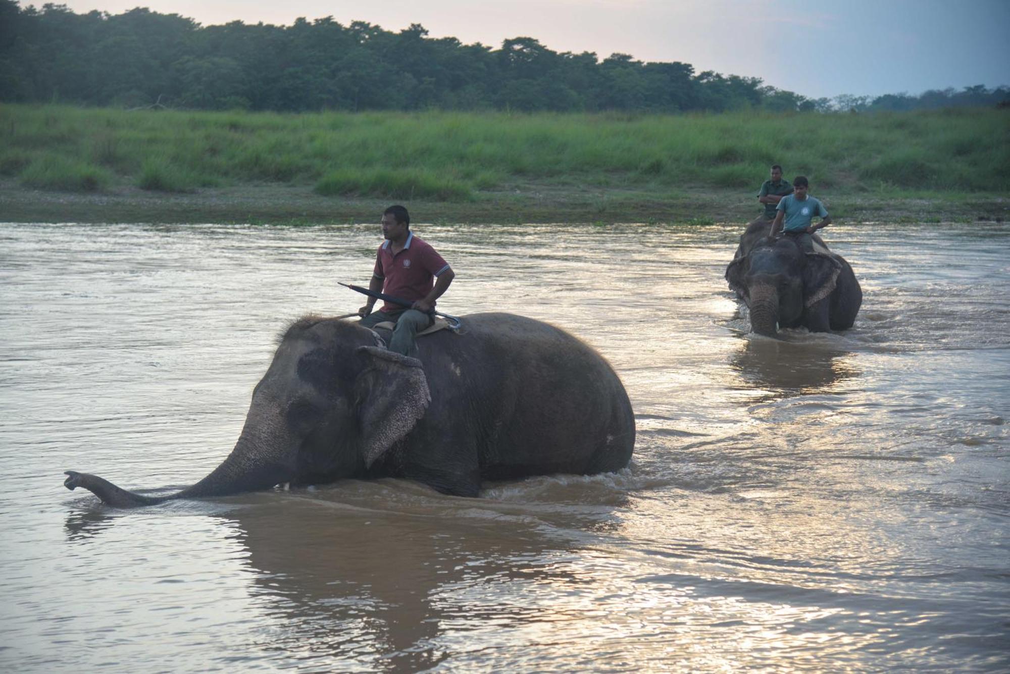 Greenland Safari, Sauraha Exterior foto